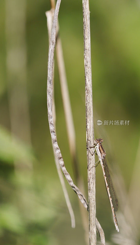 普通冬青雀(fusecma fusca)